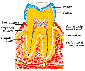 Dentistry medical treatment